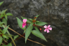 Impatiens gardneriana